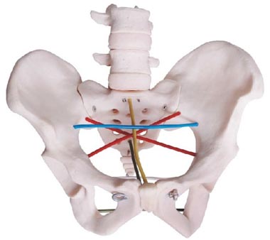 骨盆测量示教模型
