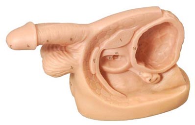 男性内外生殖器及导尿模型